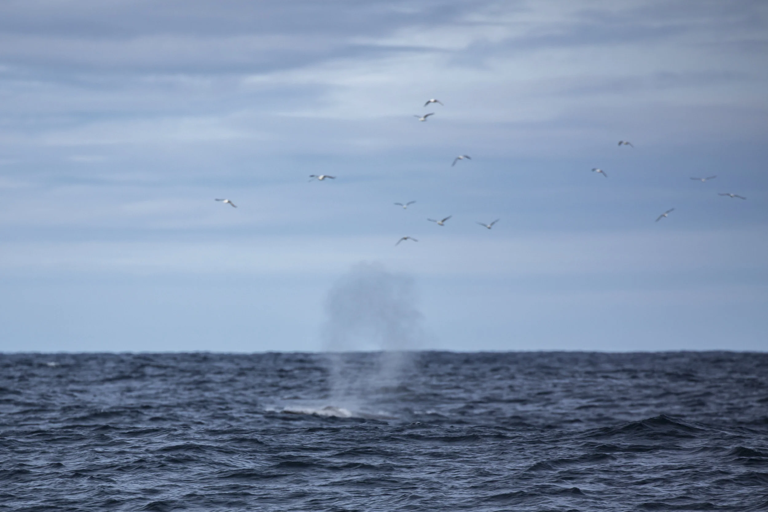 Thar she blows! We actually encountered this Fin Whale on the way to Svalbard last summer. I didn’t have a photo of mom’s birthday whale!
