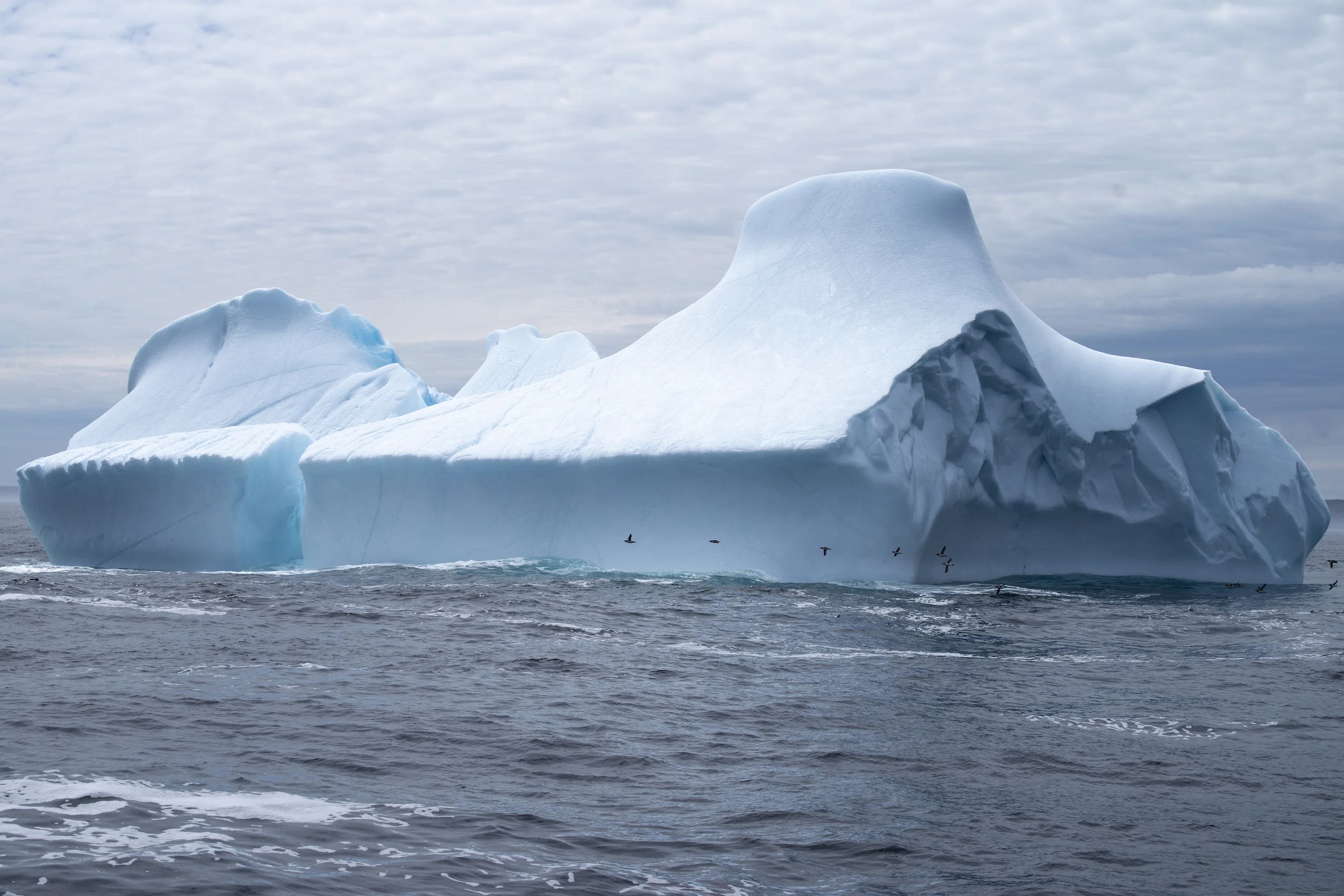 A flock of guillomots on an iceberg fly-by.