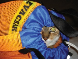 SpotNov09_Evacsak_Cat_HR.jpg