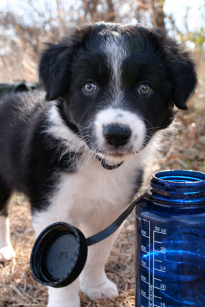 Pets and the planets puppy and water bottle.jpg