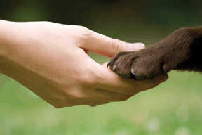 hand paw photo.gif