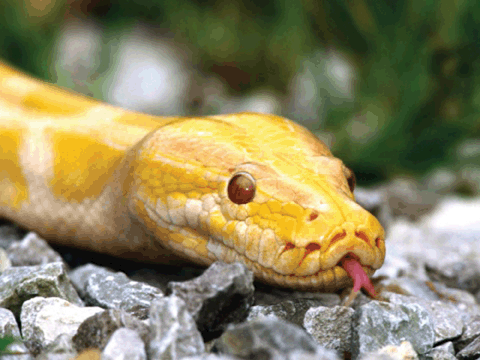 Albino_Burmese_Python.gif