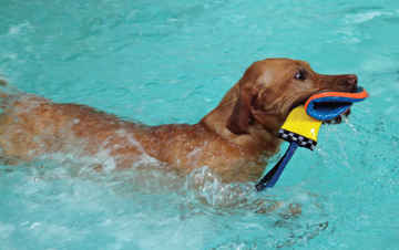 Paws Aquatics doxie and toy.jpg