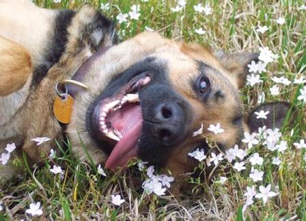Holistic dog 2.jpg