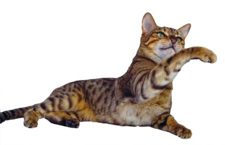 June Cat.jpg