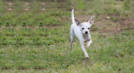 Lure Coursing 1 Holly.jpg