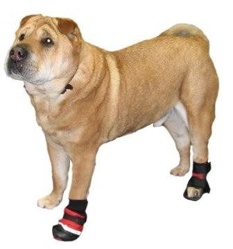Splint pup.jpg