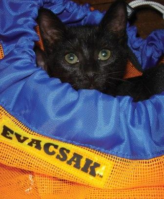 Here Kitty-evacsak.jpg