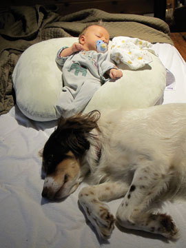 infantdogpacifier.jpg
