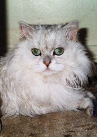 medical_Kitty1.jpg