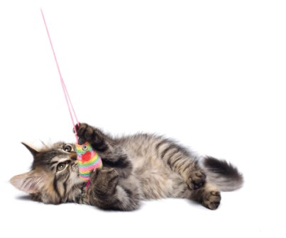 kittykitty_cat-toy.jpg