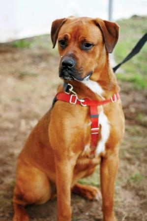 boxer Dozer adoptable.jpg