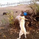 SpotMagazine_Dec2009_BirdsNeedToys_JesseAndBalloon.jpg