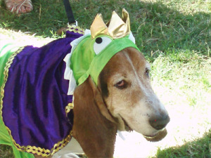 Basset_2.jpg