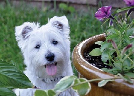 Holistic dog 1.jpg