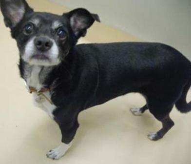Min Pin-Bailey.jpg