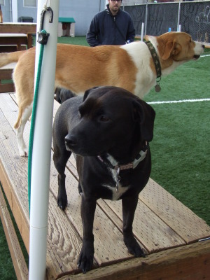 SpotMagazine_DogsDigIt2.jpg