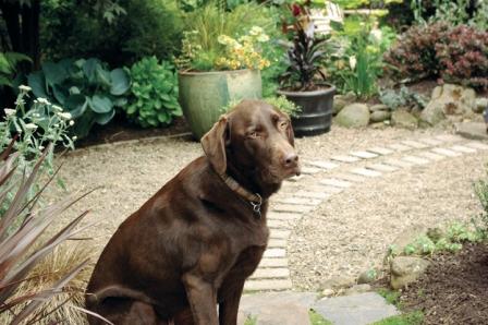 Dog friendly yard-Rupert.jpg