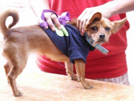 PAW team-little dog.jpg