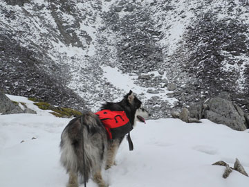 blog_bob-dog-snow.jpg