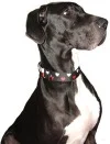 KennedyMorgan_VegasTheDog-small.jpg