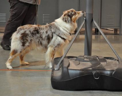 Tracking dog.jpg