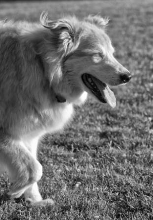 Tricks of the Trade grass dog.jpg