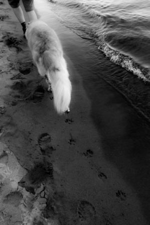 Trick of the Trade beach dog.jpg