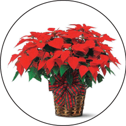 holiday_Mistletoe.png