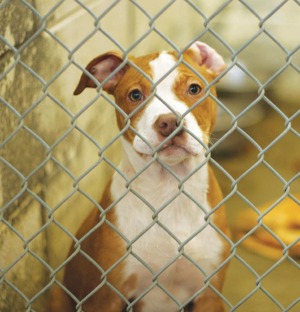 spay1.jpg
