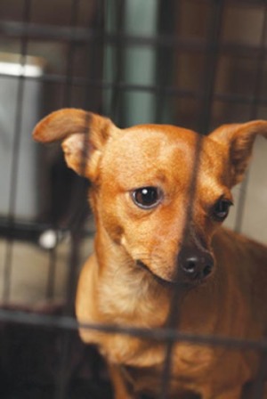 spay2.jpg