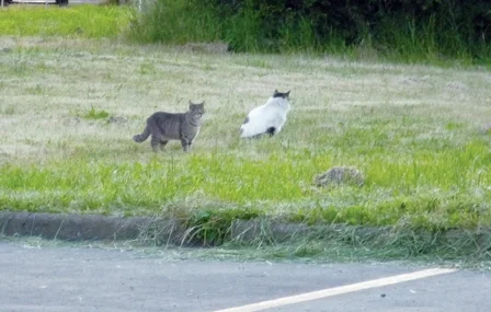 Feline friendly 2.jpg