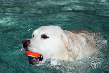 Paws Aquatics Maddie.jpg