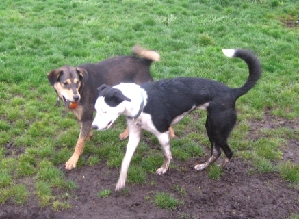 Dog Park dogs.jpg