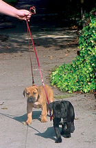 big bully leads.jpg