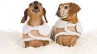 SpotMagazine_Dec2009_ProblemBarking_weinersInCoats.jpg