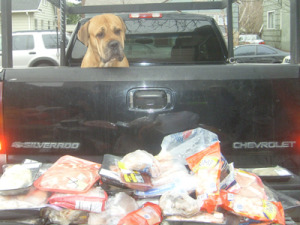 garbagedogs_2.jpg