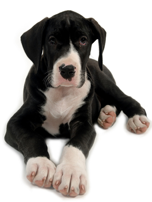 Marmaduke_BWPuppy.jpg