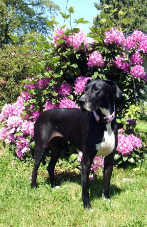 Marmaduke_Vegas-Rhodies.jpg