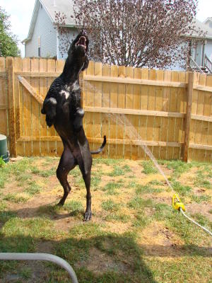 Marmaduke_GoofyDane.jpg