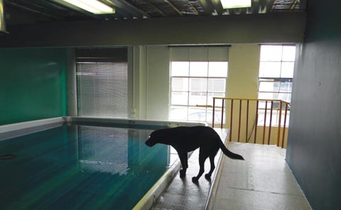 Fidos-poolside.jpg