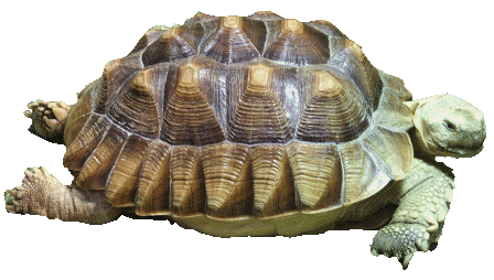 turtle.gif