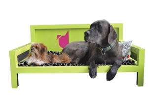 sniff-dogs.jpg