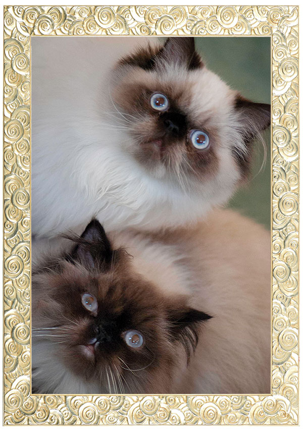 2cats.jpg