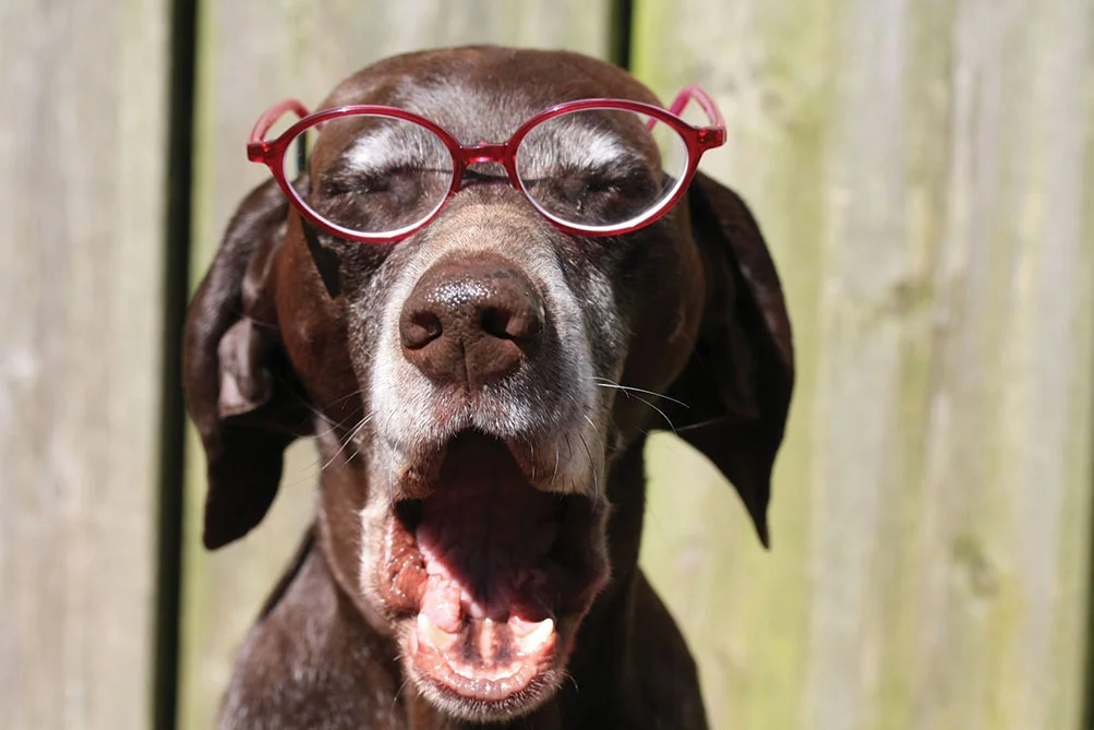 OldDogGlasses.jpg