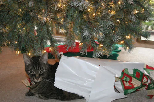 M ack enjoying his Xmas tree shelter in 2005. © Kathy Covey