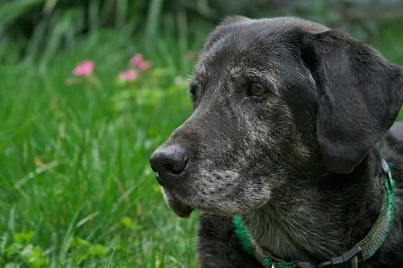 all-senior-dog1.jpg
