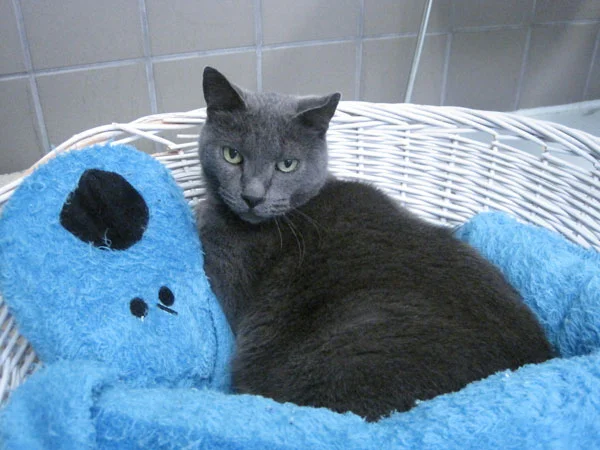 Kitty awaits adoption in the 1st Avenue Shelter. 