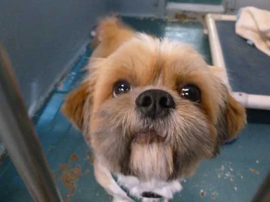 Spuds awaits his forever family.