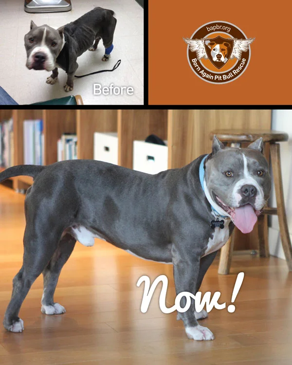 Before and After: Butter was rescued from a crowded shelter in L.A., returned to health and adopted into a loving family